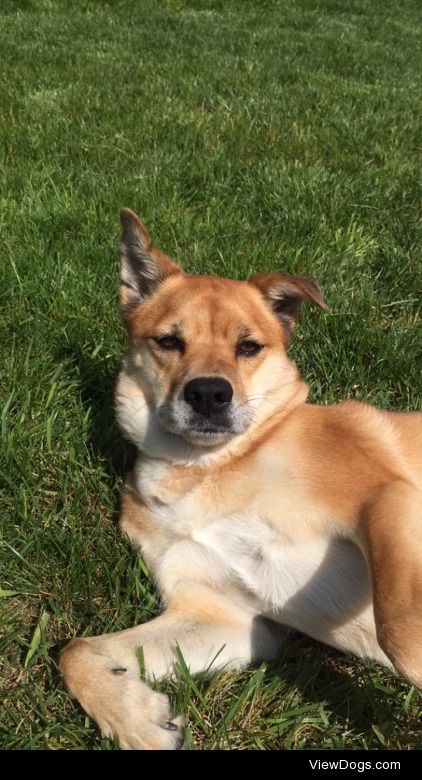 Claire, puggle-shiba mix