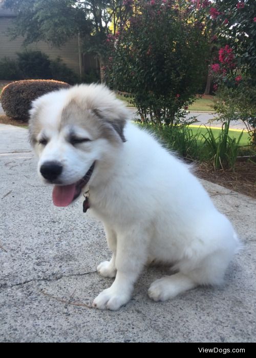 marina, an almost 2 year old Great Pyrenees. she’s honestly…
