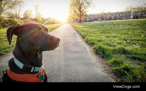 Sebastian 1 year old pit/lab mix