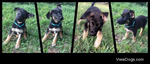 Raksha is now 8 weeks old! German shepherd