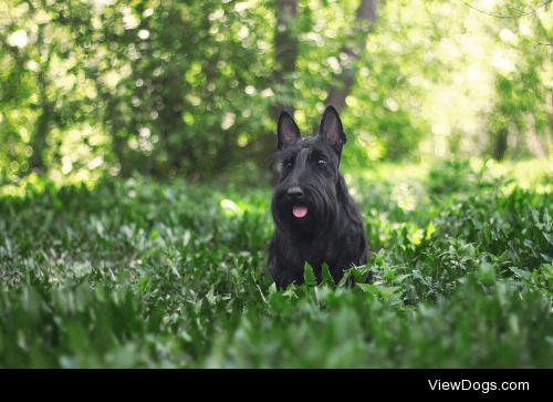 Margarita Shalak | Scottish terrier