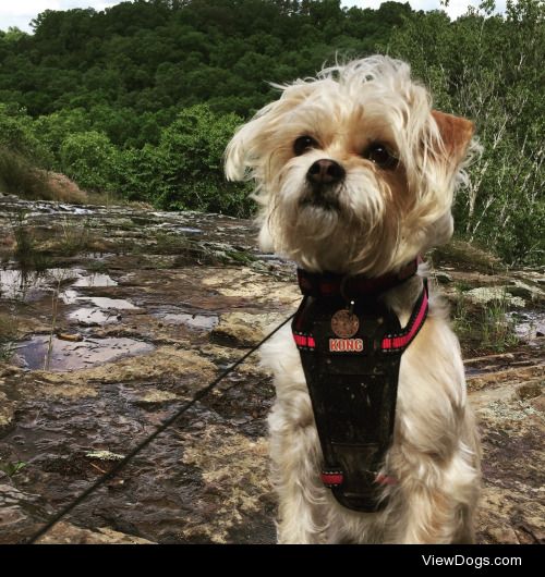 Stella, our little mutt, taking a break on top of a cliff during…