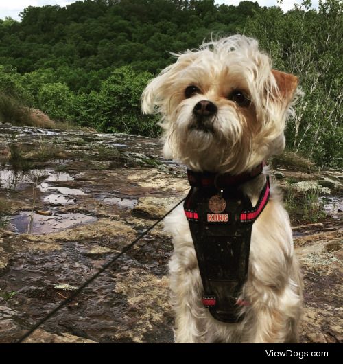 Stella, our little mutt, taking a break on top of a cliff during…