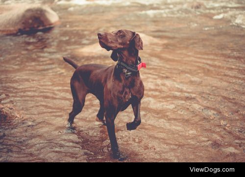 Jeremy Woundy | Lyla the German Shorthaired Pointer enjoying a…