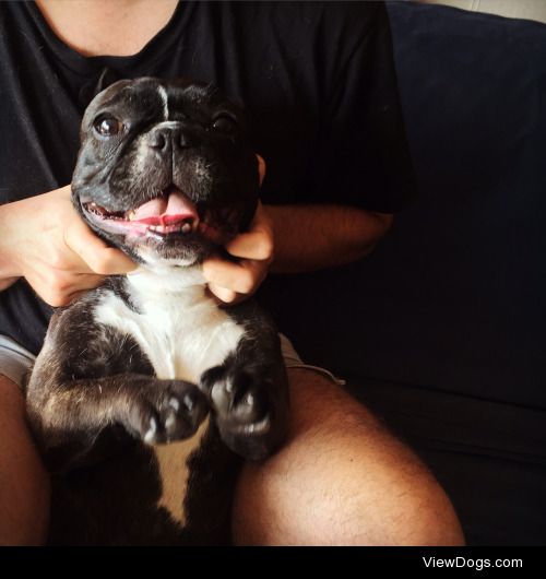 Ramona the frenchie being happy. @finkelcerdo