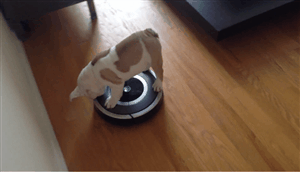 So my dog is terrified of vacuums. But we recently got a roomba (small robot vacuum a little bigger than a dinner plate) that moves around on its own and makes a ton of noise and she’s totally fine. Just wondering if others have had similar experince