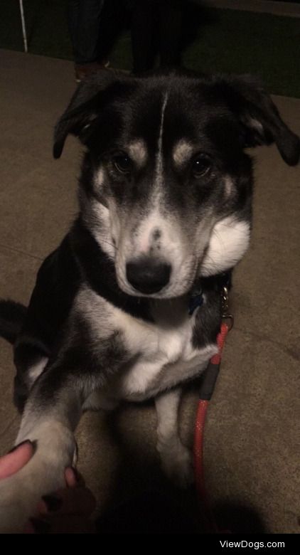 My baby Leo giving me paw. He’s a husky lab mix.