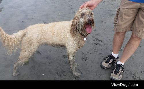Here is a picture of our 5 year old Goldendoodle, Chloe at…