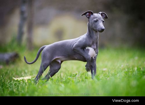Luigi Panico | 2.5 months old and already an Italian greyhound!