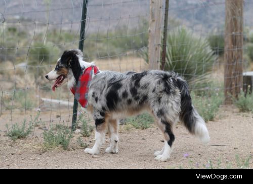 Kenai (Border Aussie) watching the livestock, learning his job.