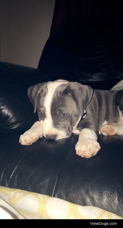 titan aka the cutest little blue nose pitbull in the…