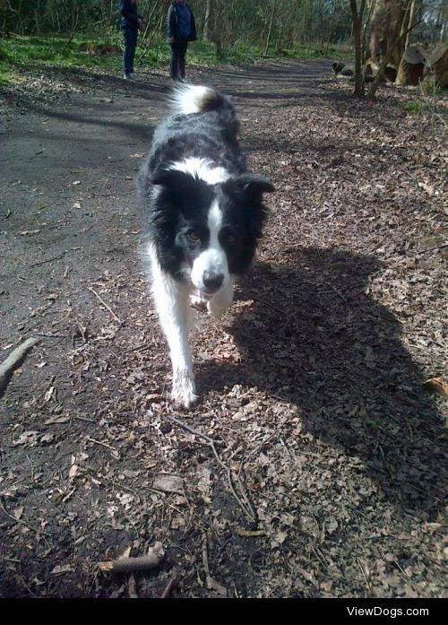 Trusty, border collie, will be 9 on the 20th of June! she loves…