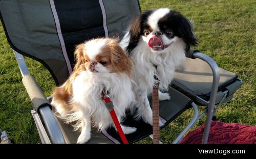 Ginger and Dexter, my two Japanese chins enjoying a concert in…