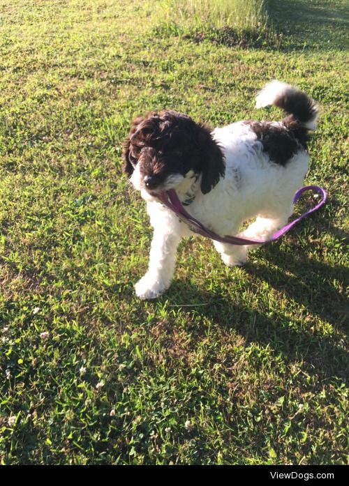 My new puppy Piper.  ¾ Standard Poodle, ¼ Golden Retriever. 4/4…