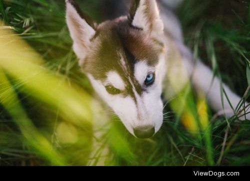 просто тол | husky