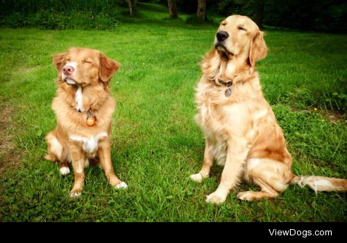 Double trouble! Murphy the golden belongs to @Desosenverre and…
