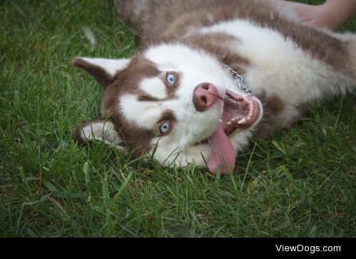 This is Elih! My boyfriend and mines 9 month old Siberian Husky…