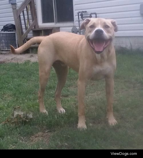 Our pitbull/lab mix, Hank, is a very happy puppy today.
…