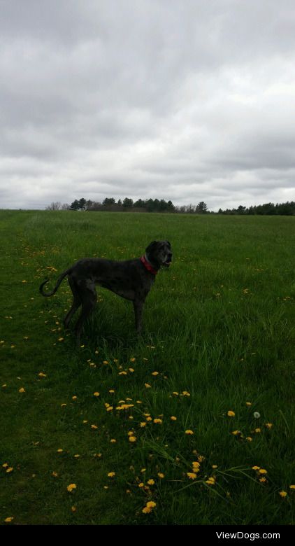 This is Agaetis, gigantic wonder pup who loves romping in fields…