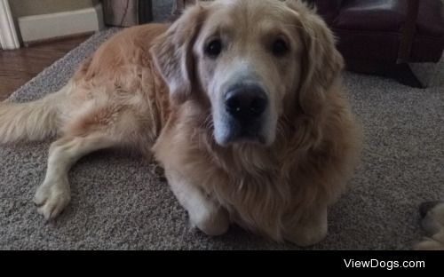 My handsome golden retriever copper. :)