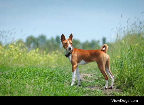 Aleksandr Krushelnyckyi | Basenji dog walking in the park