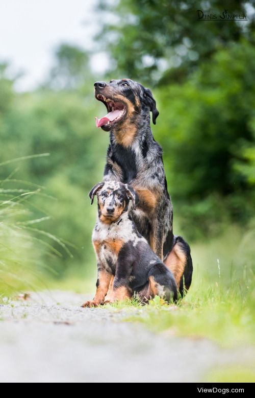 Denis Šumpela | Small and large Beauceron