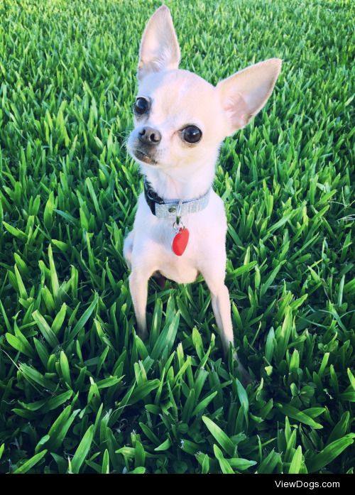 This is my 5 year old chihuahua, Luna. She’s a deer…