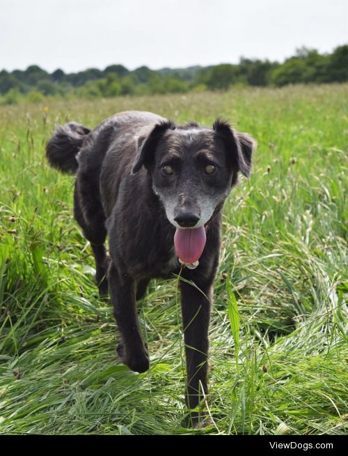 This is Baxter; a blind, ex shelter dog :) -…