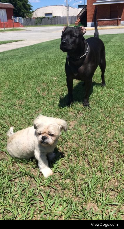 Jedi (Black) and Wiggles (white).