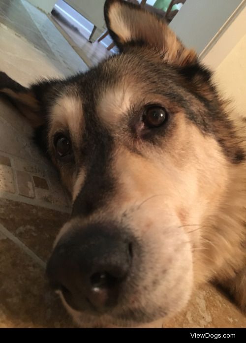 Maci, the 12 year old Malamute/German Shepherd/Lab mix. The…