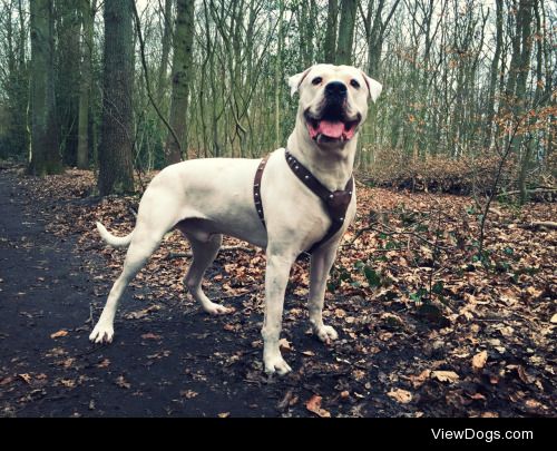 My dog, Radja the dogo argentino