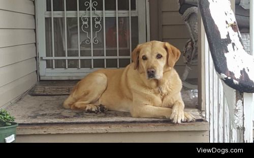 Jack, my 12-year-old Labrador Retriever, in a rare moment of…