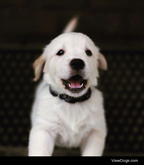 This is Flossy, she’s an 11 week old golden retriever…