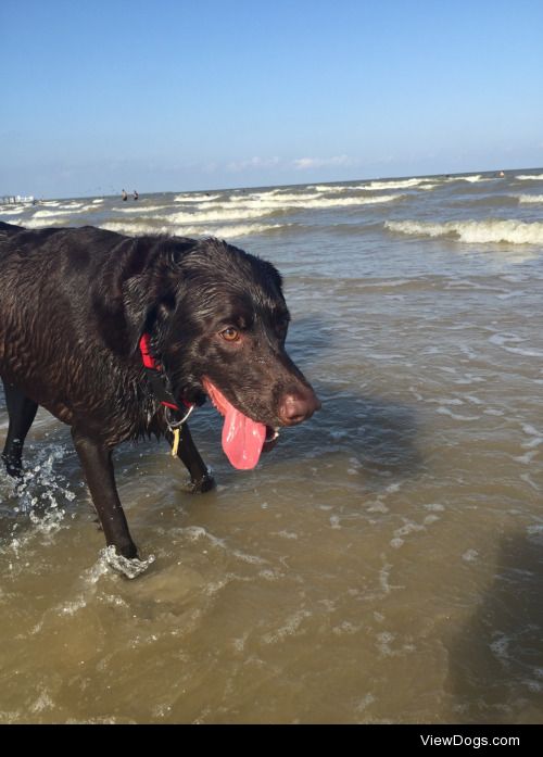 Baylor loves the beach