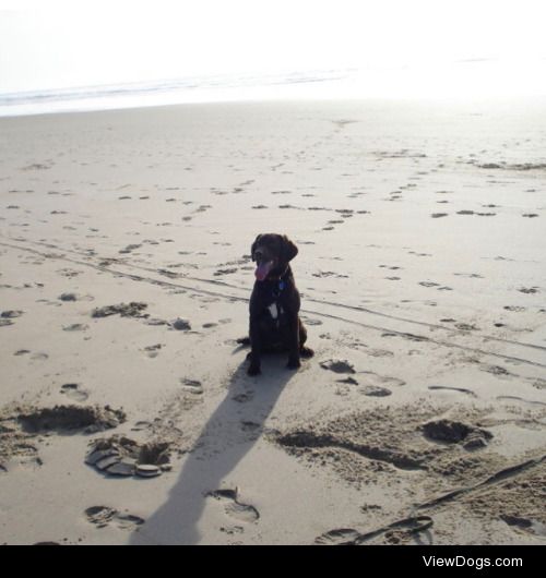 Teek, a photogenic five-year-old Labrador/English Springer…