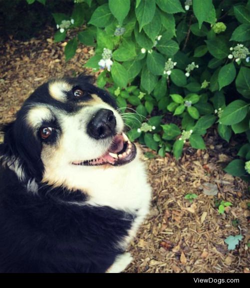 This is Georgie, my parents’ fat old happy English Shepherd….