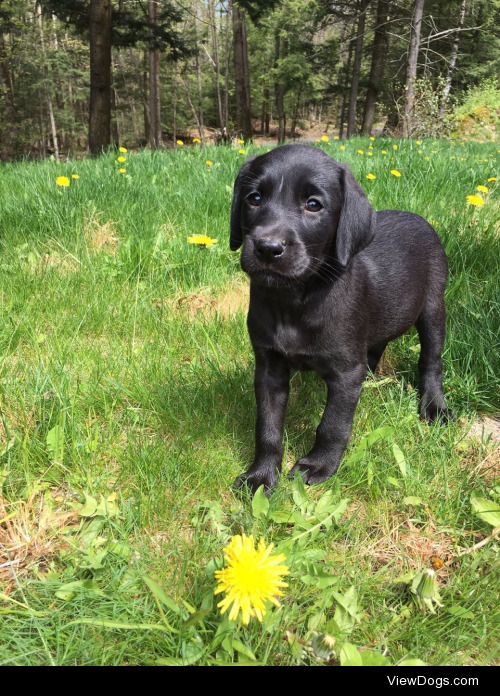 This is our new baby, Janie, she’s a black lab and she is 9…