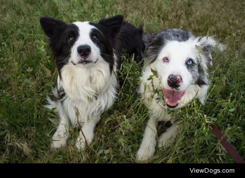 Two dorky Border Collies, my Aero and Chase….