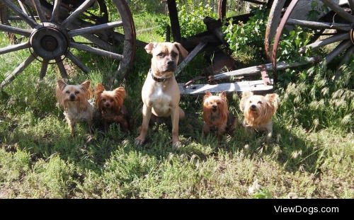 The first picture of all five of my kids