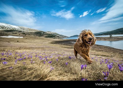 Noncho Ivanov | Leo and the crocus