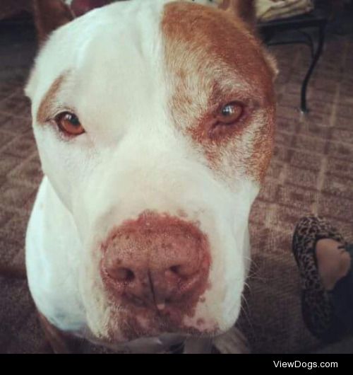 This is Bruno! He’s a pit! He’s aged some, but he’s still a…