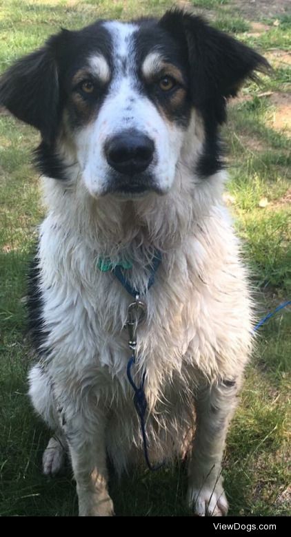 This is Max right after a bath, he’s a 2 year old collie mix ☺️