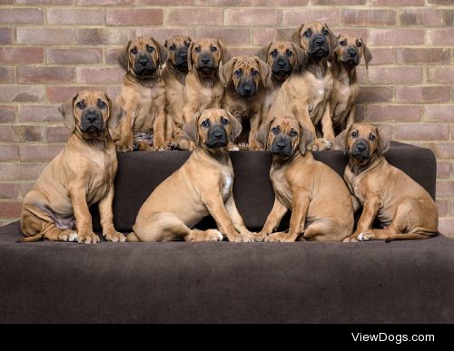 Linda Johnstone | 11 Rhodesian Ridgeback Pups