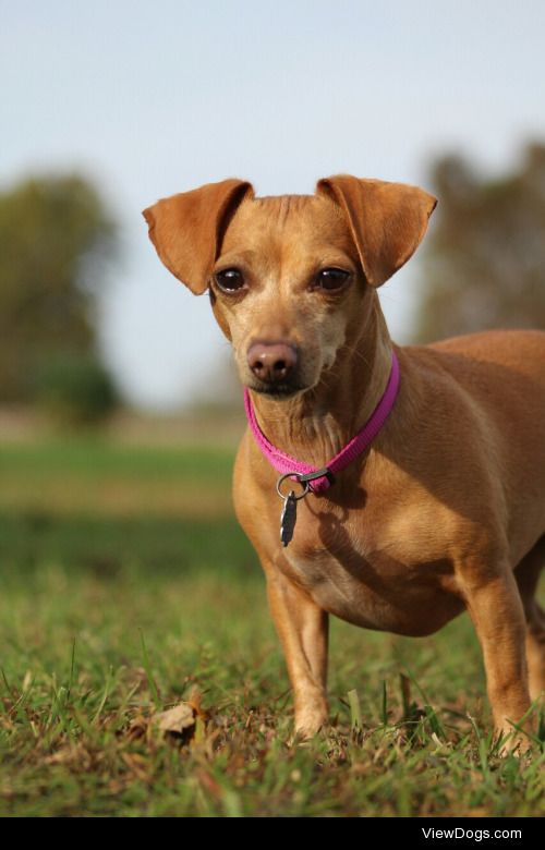 that-dog:

what a photogenic sausage