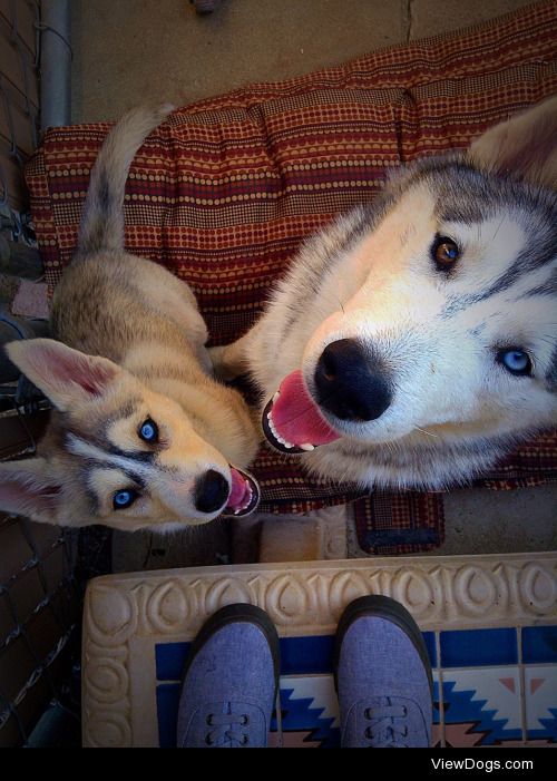 Left: Kira, a female Siberian husky and German shepherd mix /…