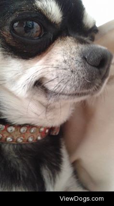 Lola’s smile makes me super suspicious; chihuahuas are always up…