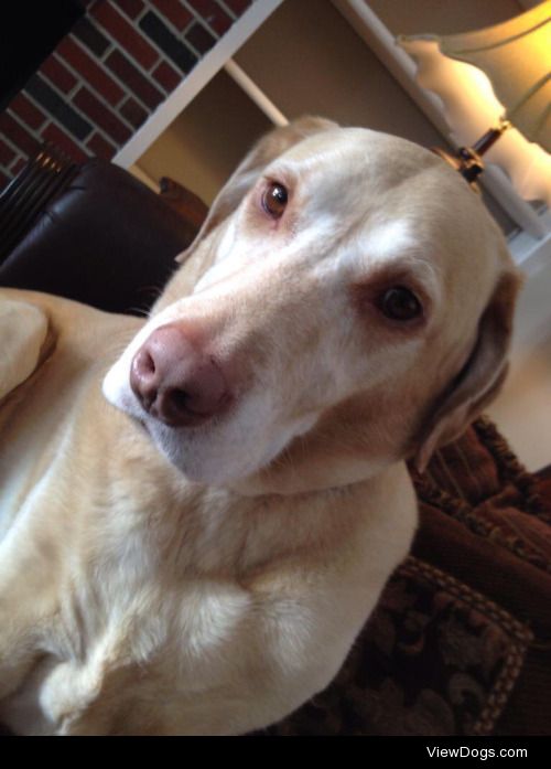 this is riley!! he’s a 6 year old yellow lab and he loves…