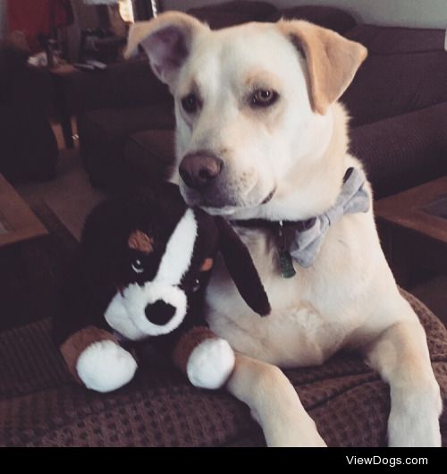 here’s a picture of my lil baby Vito. that stuffed dog is the…