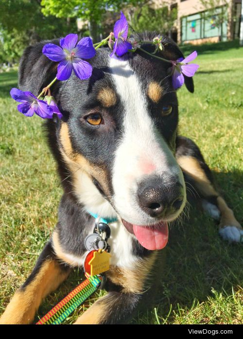 Delilah- 7-month-old Greater Swiss Mountain Dog mix