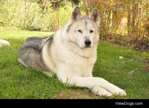 This is Yoyo. We were told she was a husky/akita mix, but aren’t…